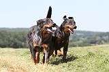 BEAUCERON 442